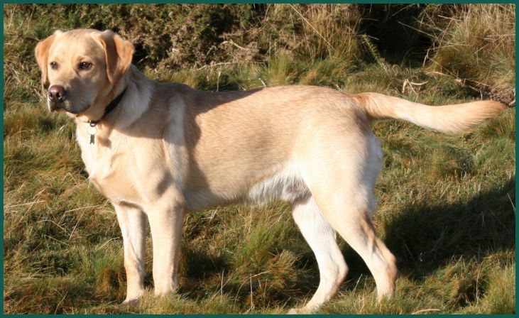 Labrador Retriever