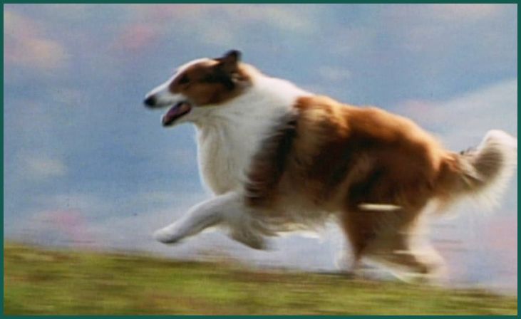 Lassie (1994)