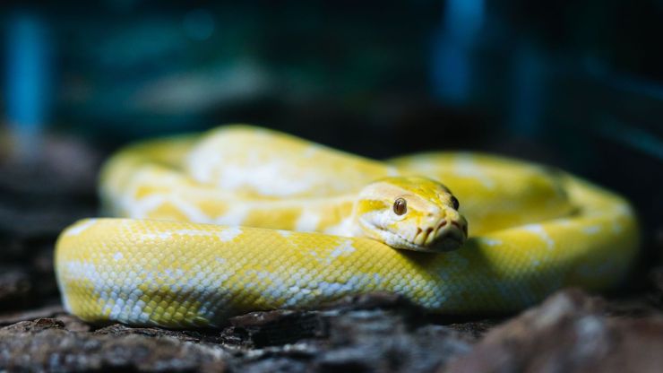 Most Popular Snake Species in the US