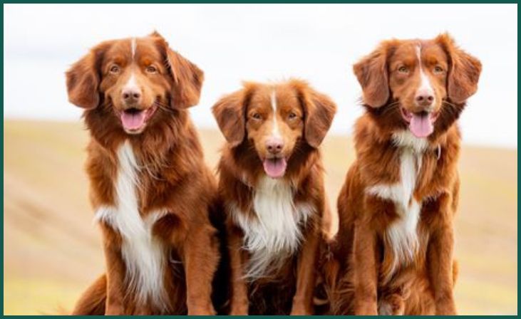 Nova Scotia Duck Tolling Retriever