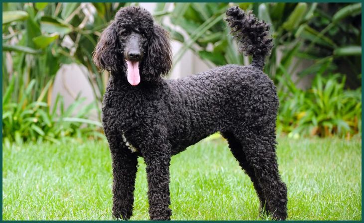 Poodle