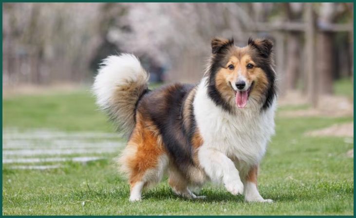 Shetland Sheepdog