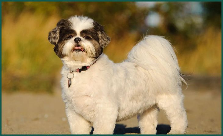 Shih Tzu