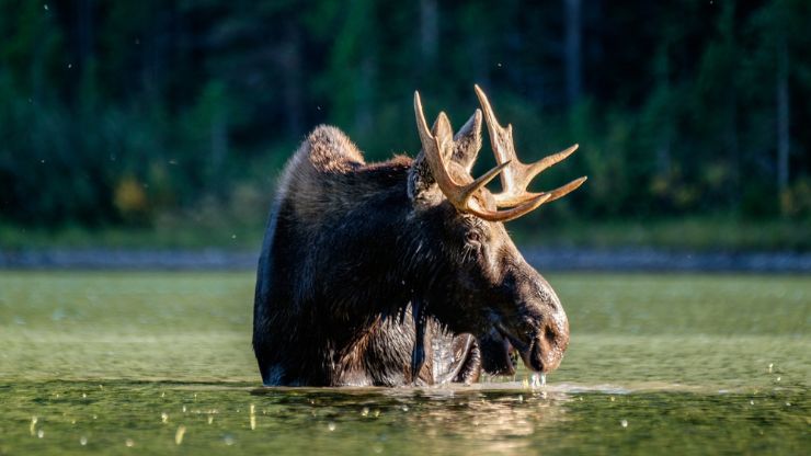 Wild Animals You Can See in America National Parks