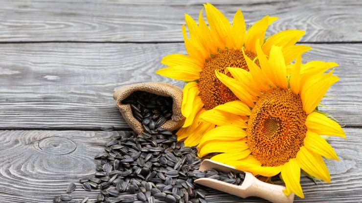 7 Health Benefits of Sunflower Seeds