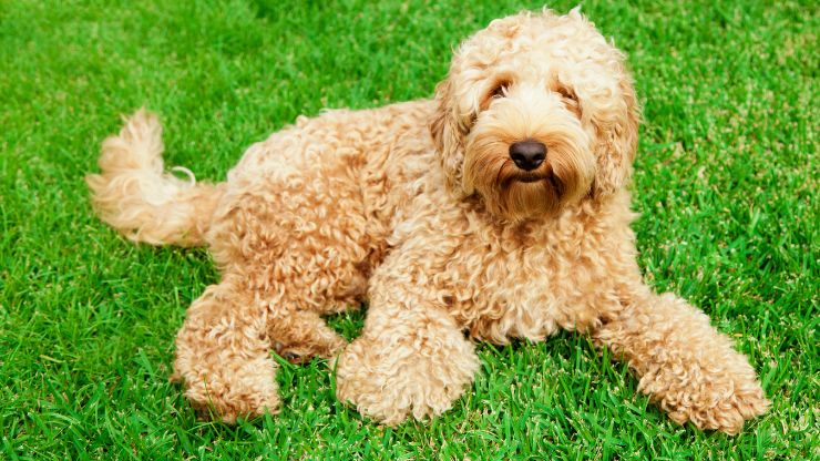 9 Most Common and Popular Poodle Mixes