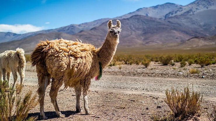 7 Remarkable Animals That Live in the Andes Mountains