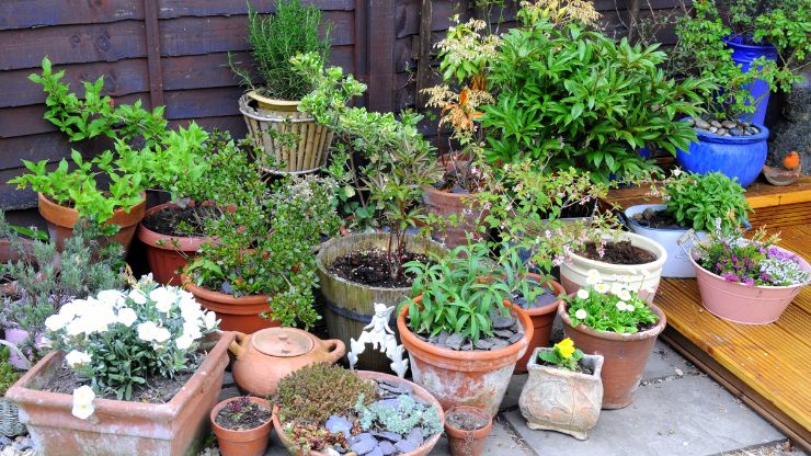 7 Things To Know About Container Gardening