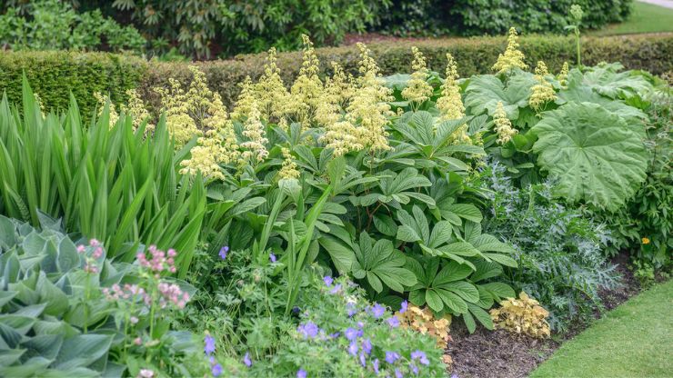 7 Cool Plants for Wet Soil: Embracing the Moisture