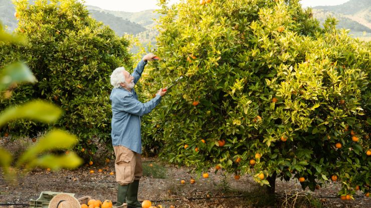 The 8 Best Fruit Trees to Grow in Your Garden