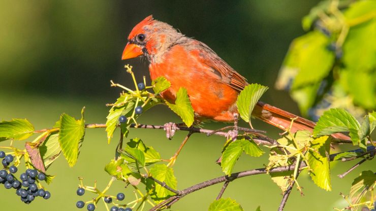 8 Plants and Trees That Attract Cardinals