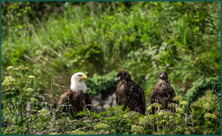 Bald Eagles