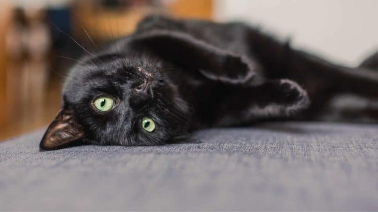 Beautiful Black Cat Breeds