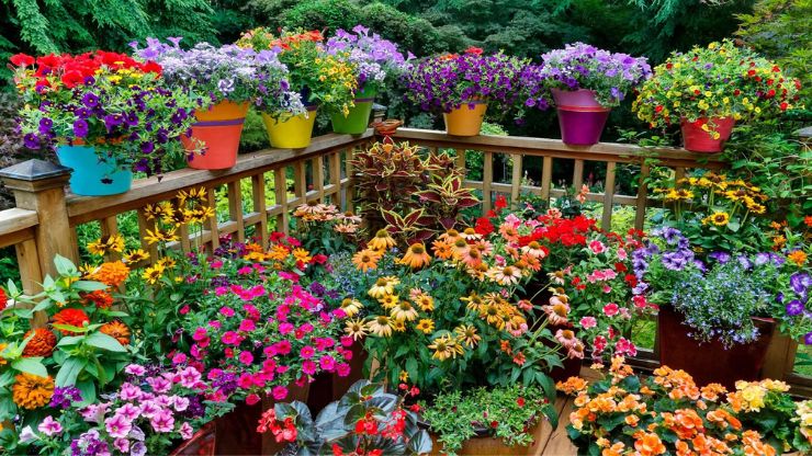 Best Flowering Plants for Pots