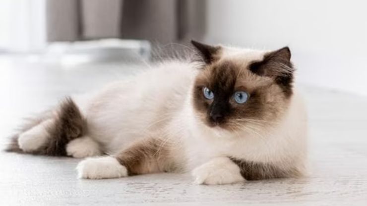 Cat Breeds That March to Their Own Beat