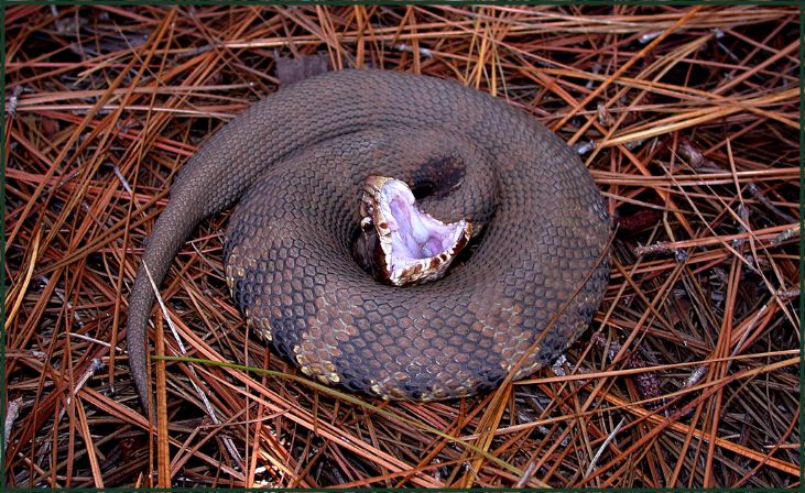 Cottonmouth or Water Moccasin (Agkistrodon piscivorus