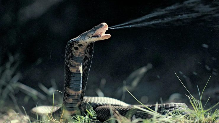Deadliest Snakes In The World