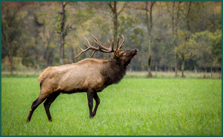 Elk 