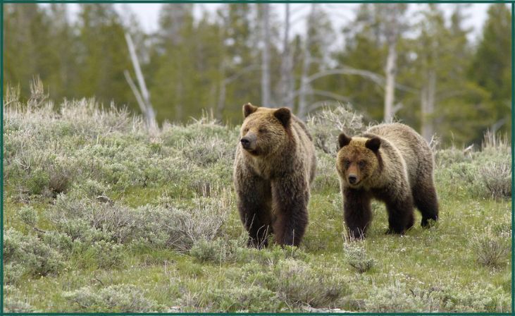 Grizzly Bears