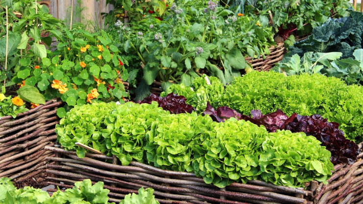 Healthy Foods That You Can Easily Grow In Your Kitchen Garden