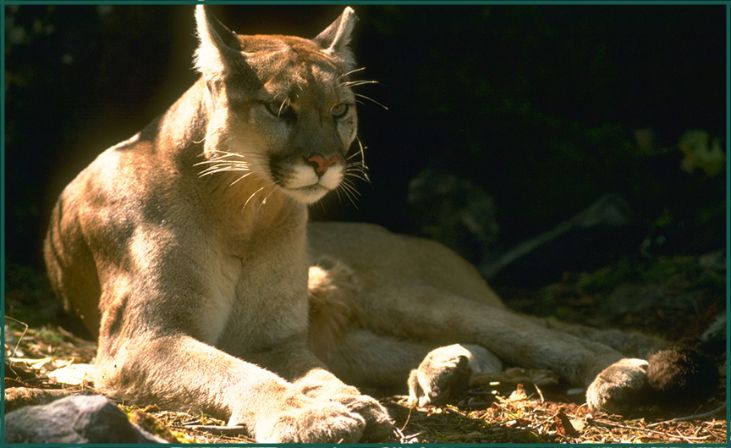 Mountain Lions