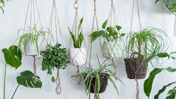 The 7 Best Indoor Hanging Plants to Capitalize on Vertical Space