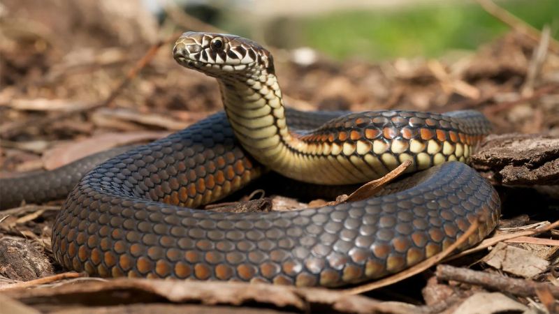 Types of Venomous Snakes in Your Yard