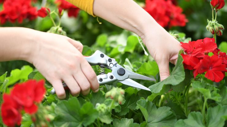 7 Best Pruning Shears of 2024 to Keep Your Garden in Check