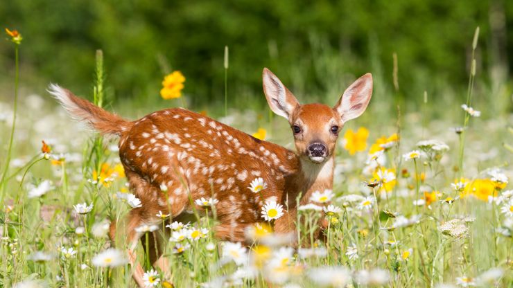 7 Deer-Resistant Flowers For Sun
