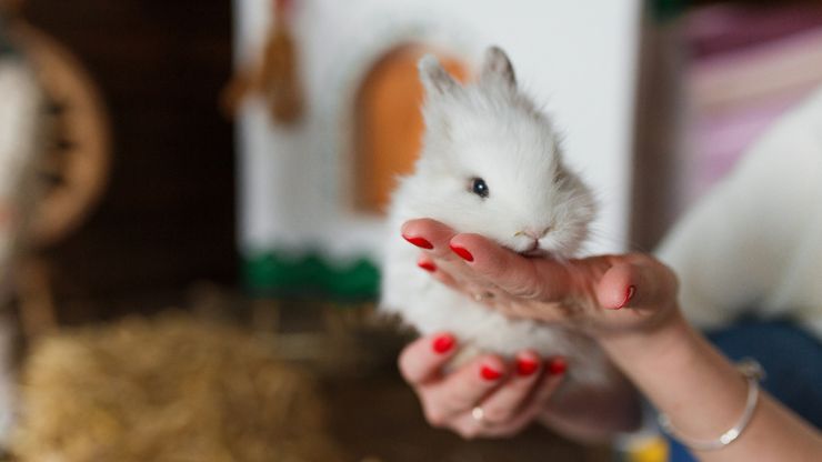 8 Reasons Why Bunnies Make Great Pets