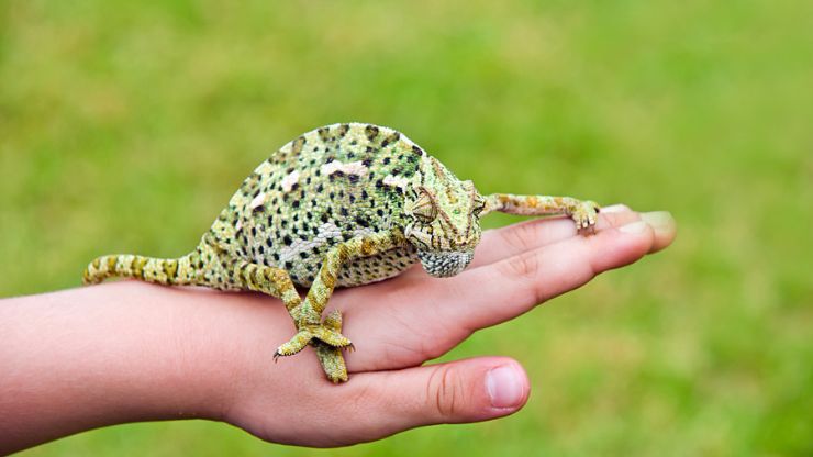 8 Pet Lizard Types for Reptile Lovers