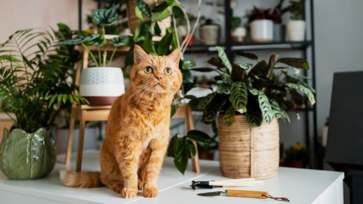 7 Things That Will Make Your Cat Happy
