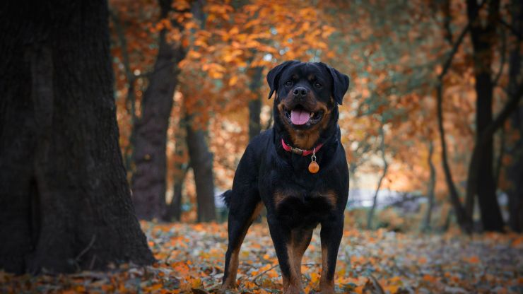 8 Dog Breeds Most Similar to Rottweilers