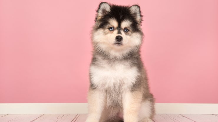 8 Dog Breeds That Look Like Puppies Forever