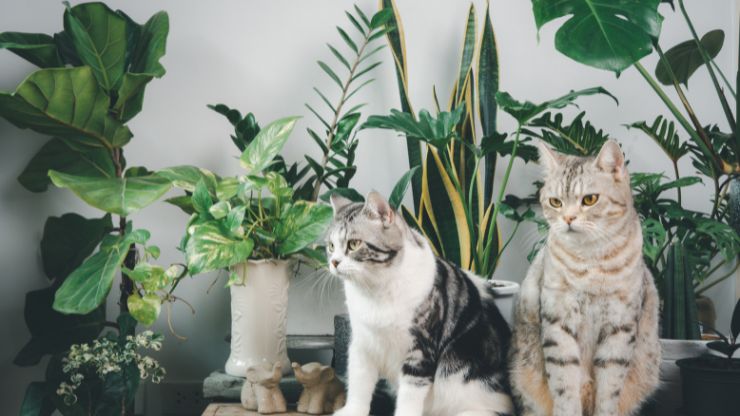 8 Easy-Care Indoor Plants That Are Safe for Cats