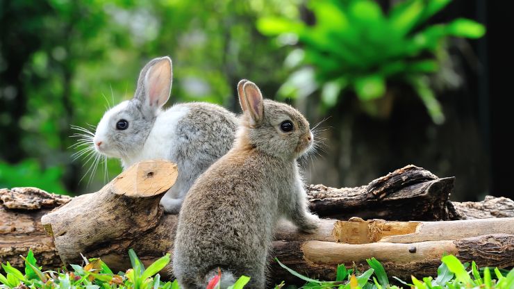 8 Reasons Why Rabbits Make Good Pets