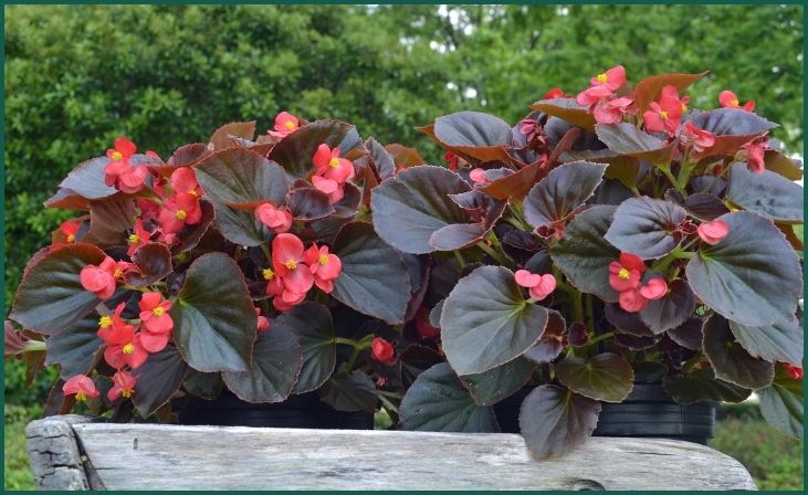 Begonias