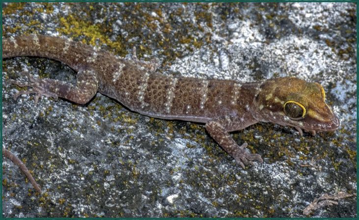 Bent-toed gecko