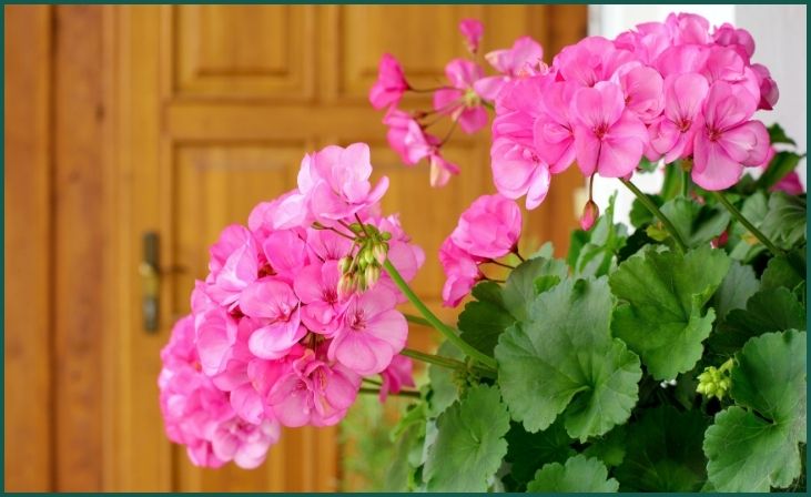 Geraniums