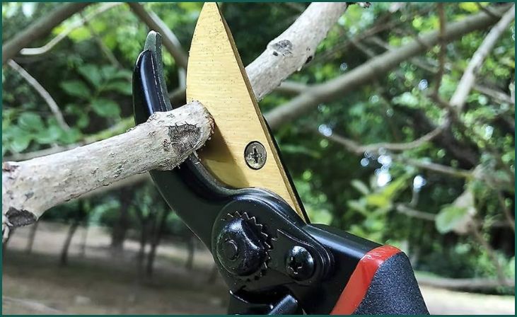 Pruning Shears with Titanium Blades