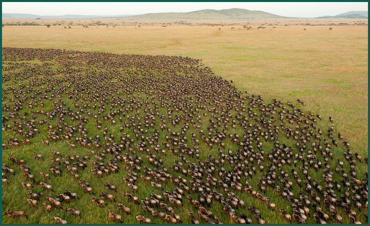 Serengeti Migration, Tanzania/Kenya