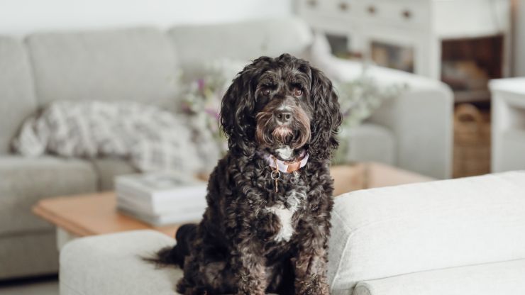 Dog Breeds Perfect for Couch Potatoes