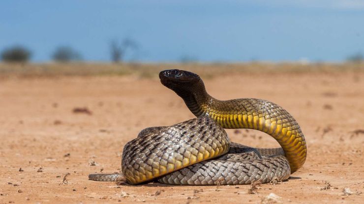 Top 8 Snake Species Commonly Kept As Pets