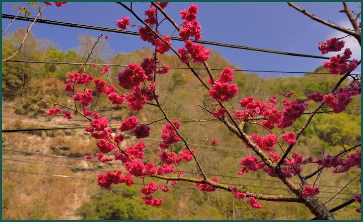 Flowering Cherries (Prunus spp.)