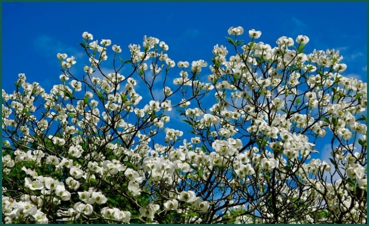 Flowering Dogwoods (Cornus florida)