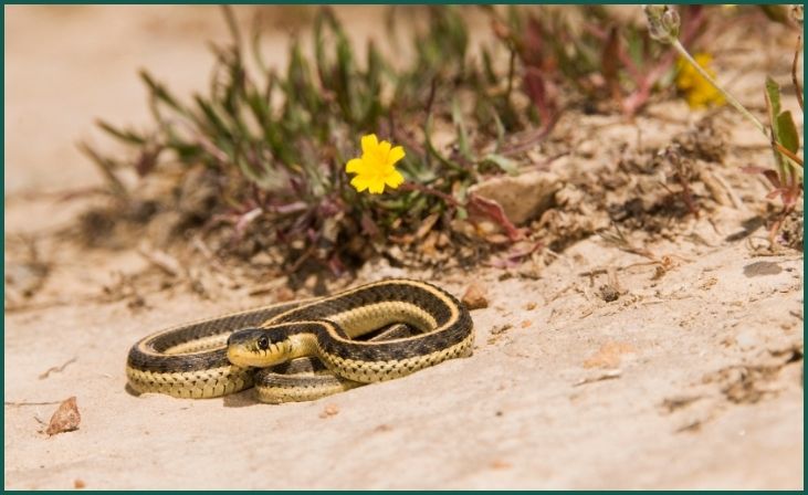 Garter Snake (Thamnophis spp.):