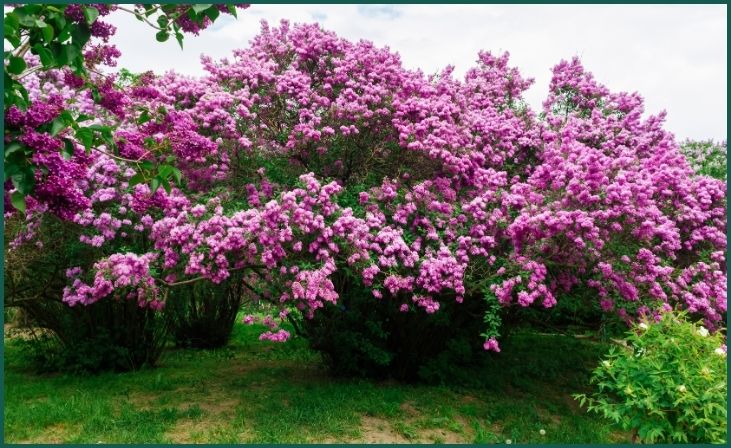 Lilacs (Syringa spp.)