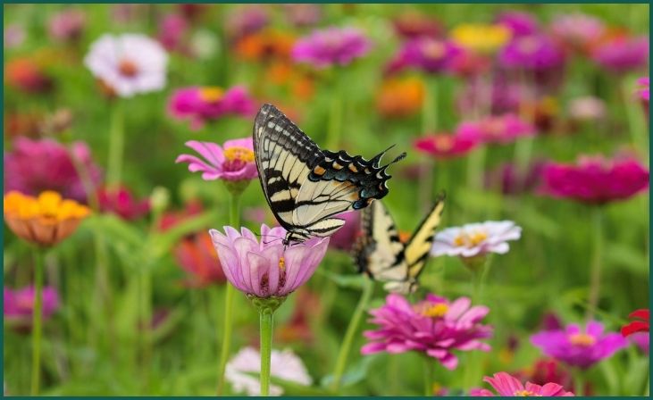 Pollinator-Friendly Plants